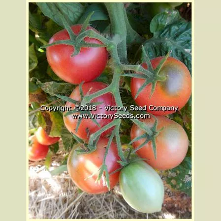 Dwarf Bendigo Blush Tomato