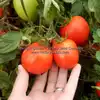 Salsa Tomato