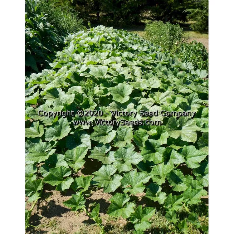 Tennessee Sweet Potato Pumpkin