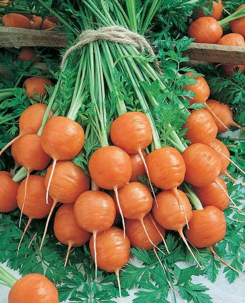 Shin Kuroda Carrot