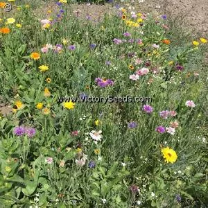 Cutflower Mix