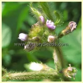 OAC Aries Soybean