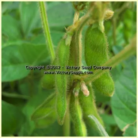 Belakaya Soybean