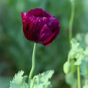 Poppy, Lauren's Grape