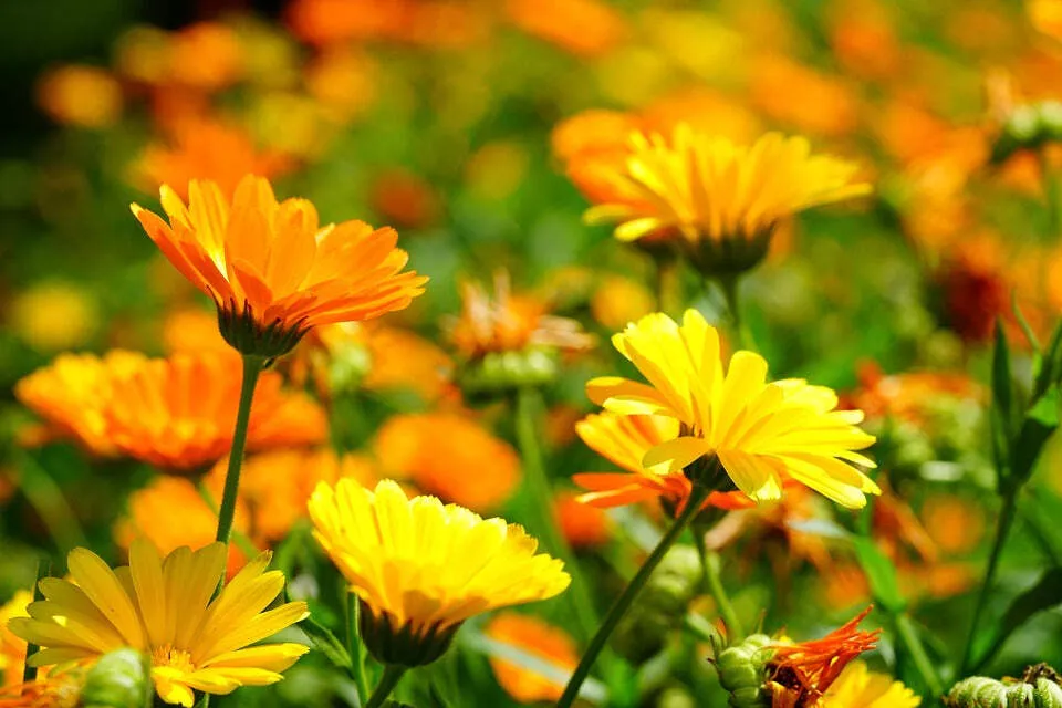 Calendula (Pot Marigold)