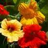Nasturtium, Single Mix