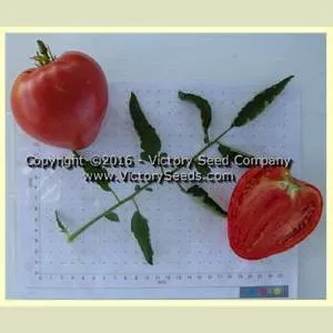 Anna Maria's Heart Tomato