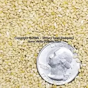 German Foxtail Millet