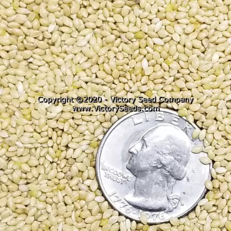 German Foxtail Millet