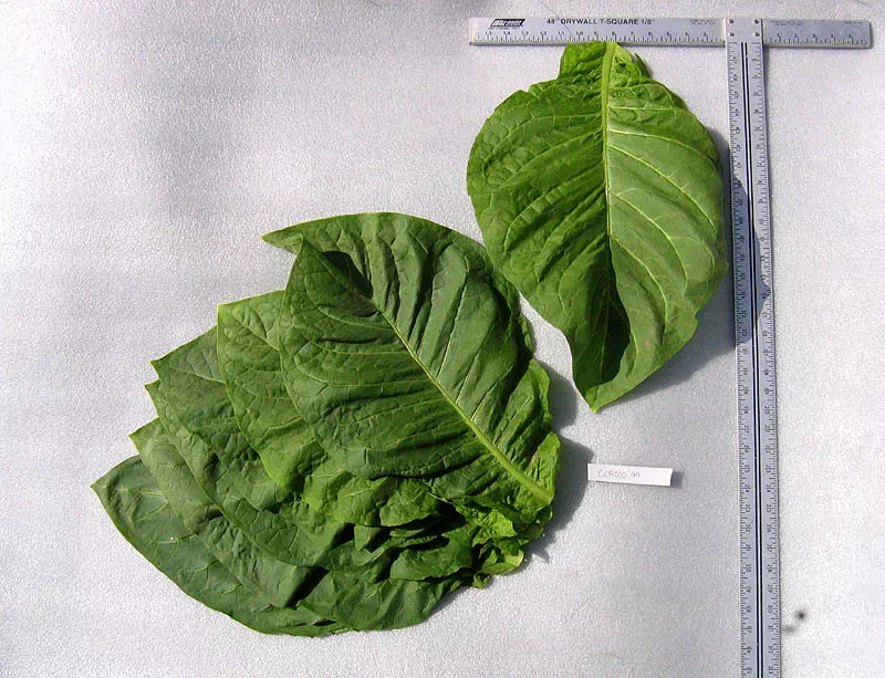 Corojo 99 Tobacco