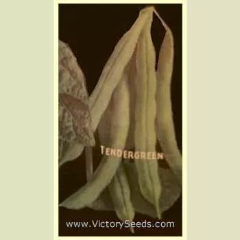 Tendergreen Bush Green Garden Bean