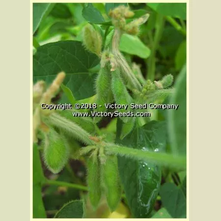 Chico Soybean