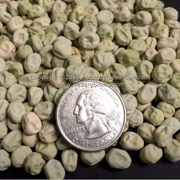 Badger Garden Pea
