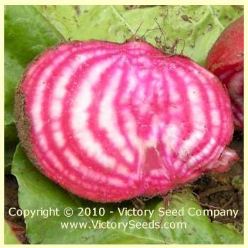Chioggia (Bull's Eye) Beet