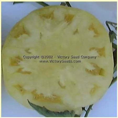 White Wonder Tomato