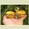 Dwarf Orange Cream Tomato