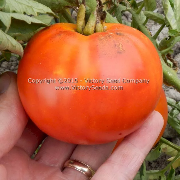 Red Mortgage Lifter Tomato