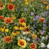 Western Wildflower Mix