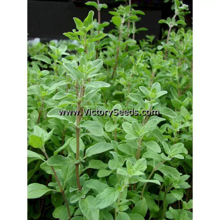 Sweet Marjoram