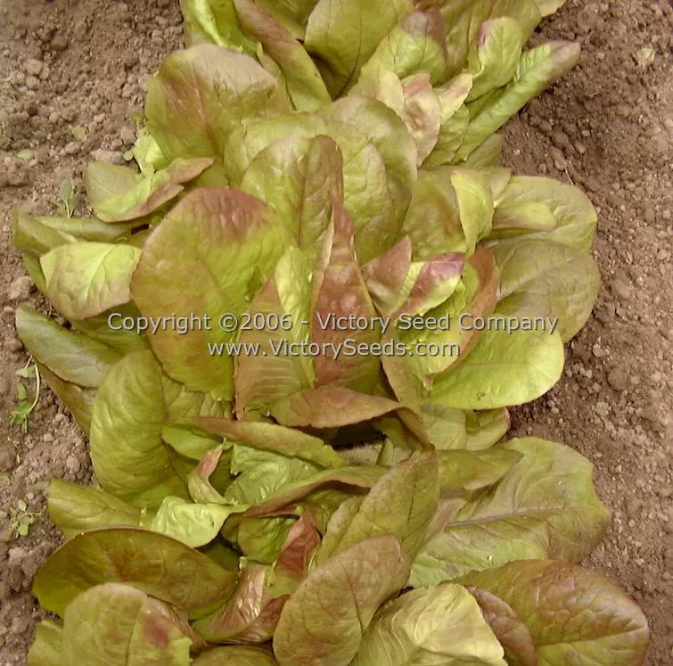Rouge d'Hiver Romaine Lettuce