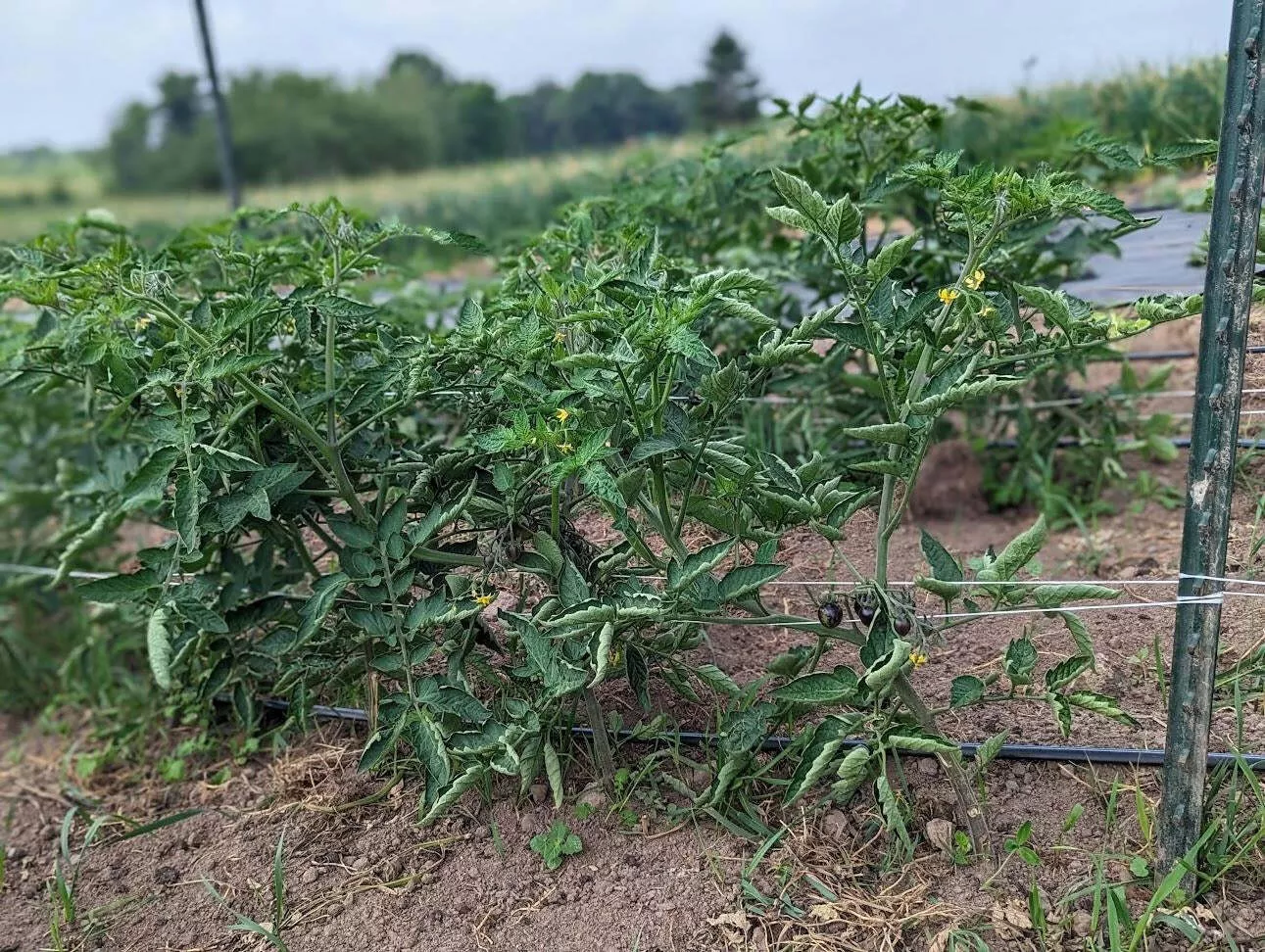 Black Strawberry Tomato