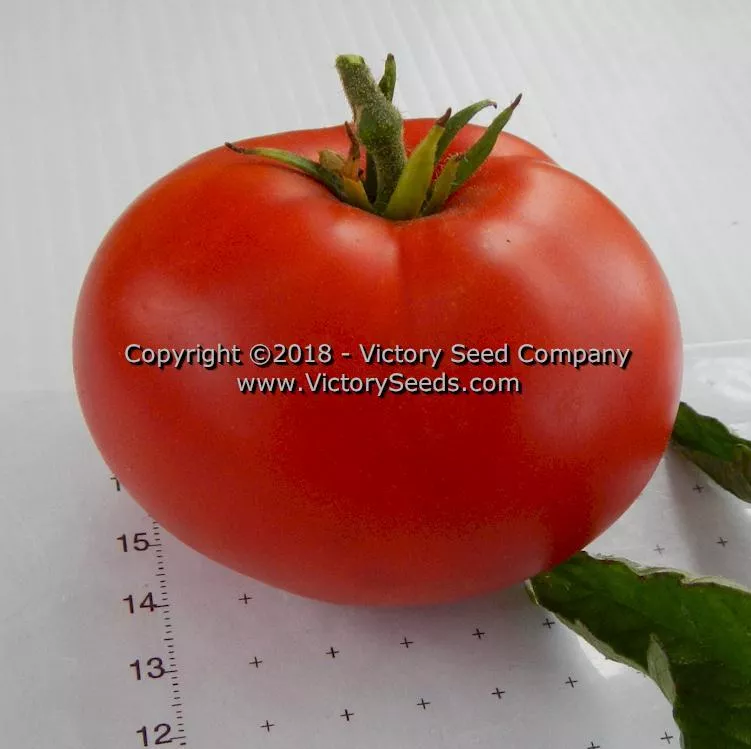 Bison Tomato