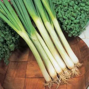 White Lisbon Bunching Onion