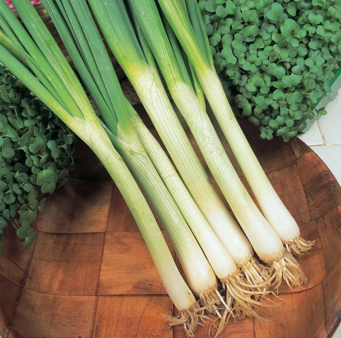 White Lisbon Bunching Onion