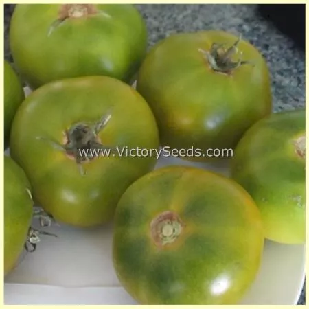 Dwarf Grandpa Gary's Green Tomato