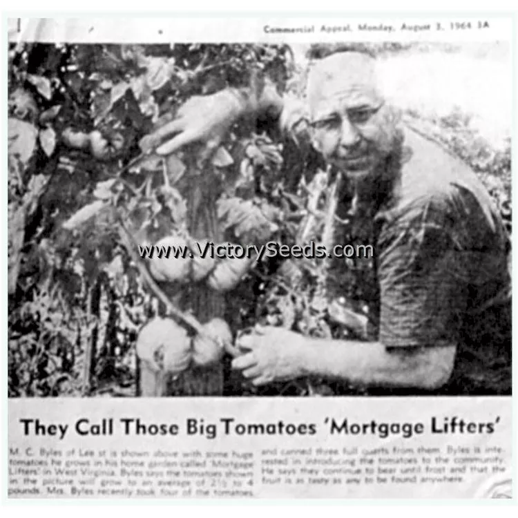 Mortgage Lifter Tomato (Radiator Charlie's Mortgage Lifter)