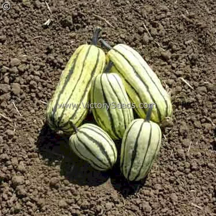 Delicata Winter Squash
