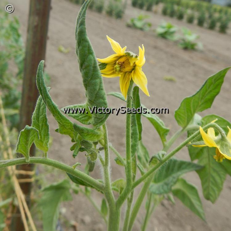 Lucky Cross Tomato