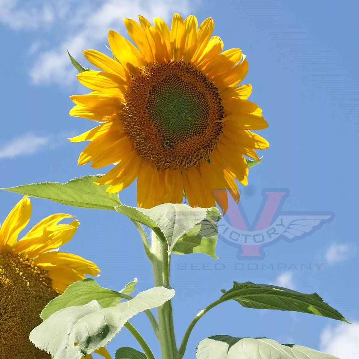 Sunflower, Giant Greystripe