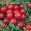 Tiny Tim Micro Dwarf Tomato