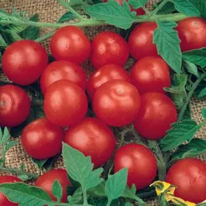 Tiny Tim Tomato