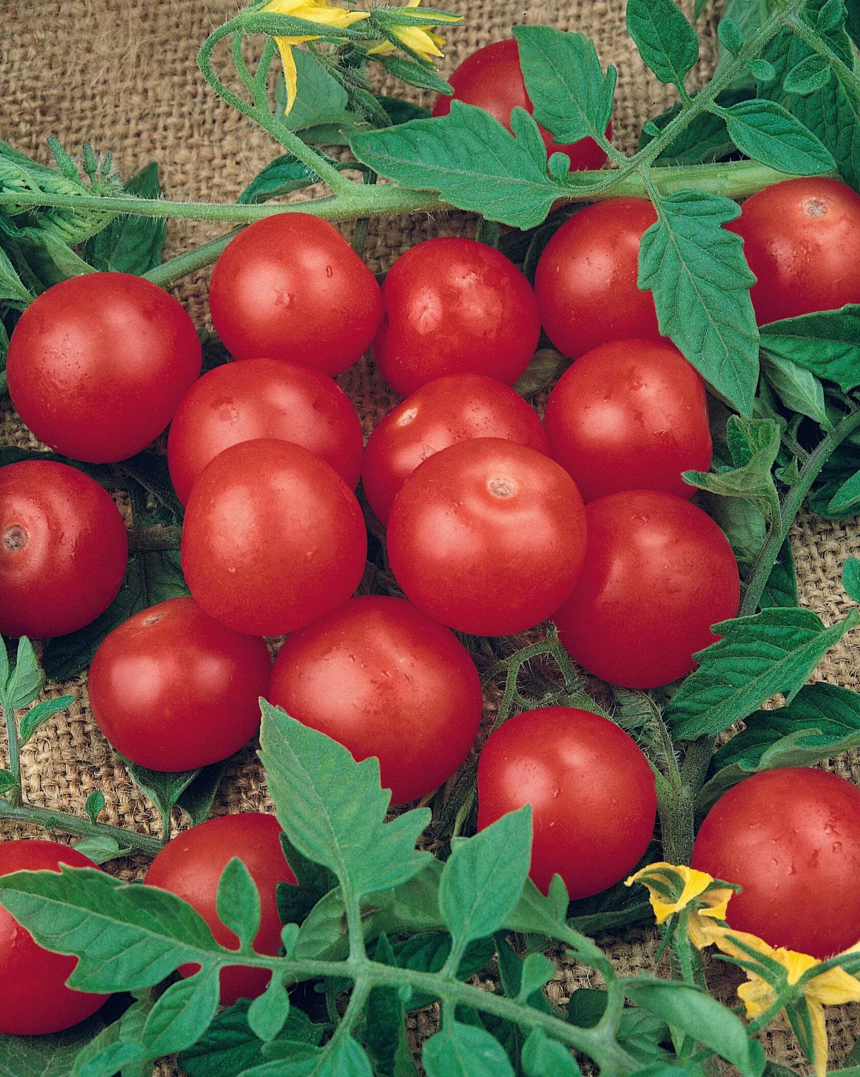 Tiny Tim Tomato