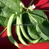 Greencrop (Green Crop) Bush Green Garden Bean