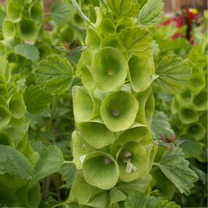 Bells of Ireland
