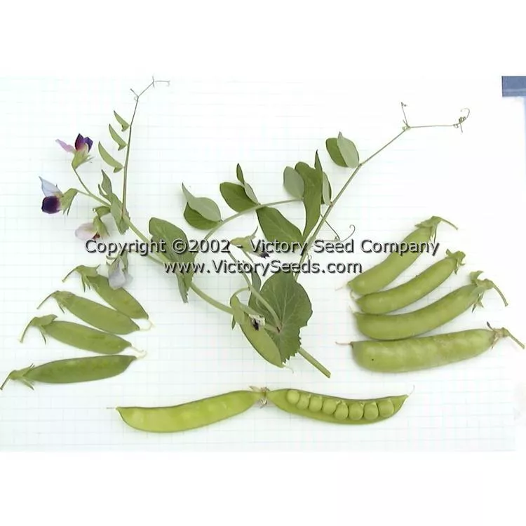 Dwarf Gray Sugar Pod Snap Pea