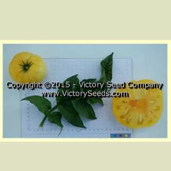 Summer Sunrise Tomato