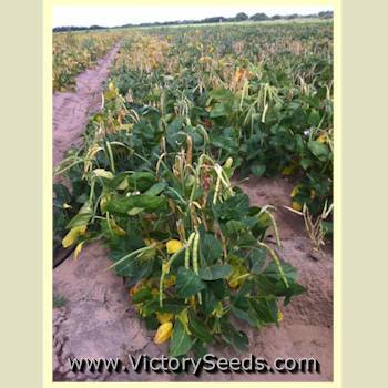 Elite Southern Pea