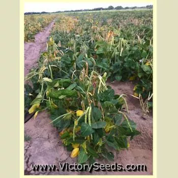 Elite Southern Pea
