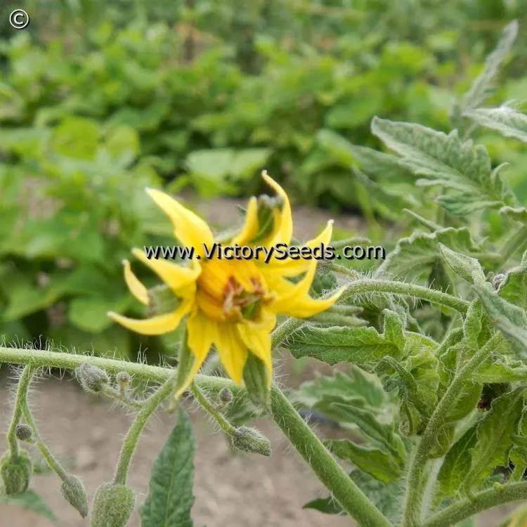 Dwarf Sonrojo Monster Tomato