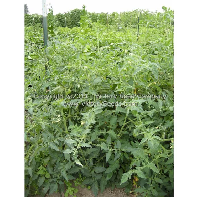 Peak of Perfection Tomato