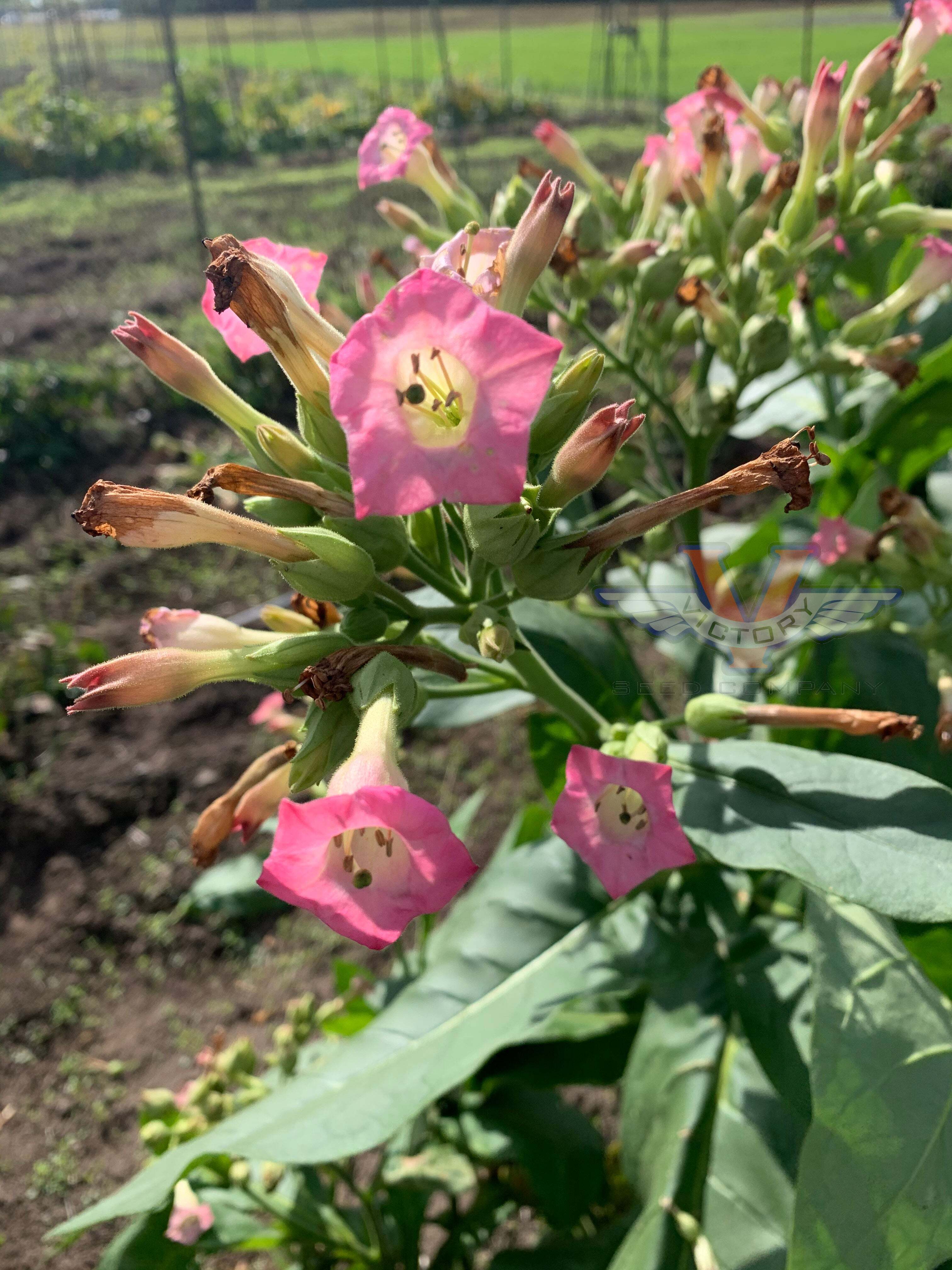 Ahus Tobacco