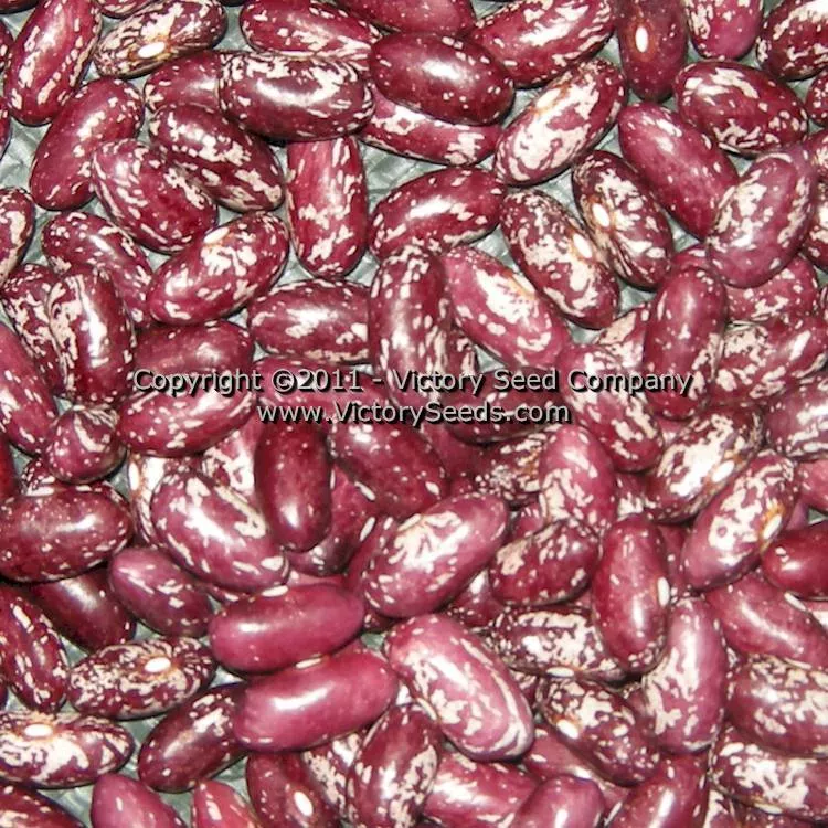 Gross Brother's Vermont Cranberry Bush Garden Bean