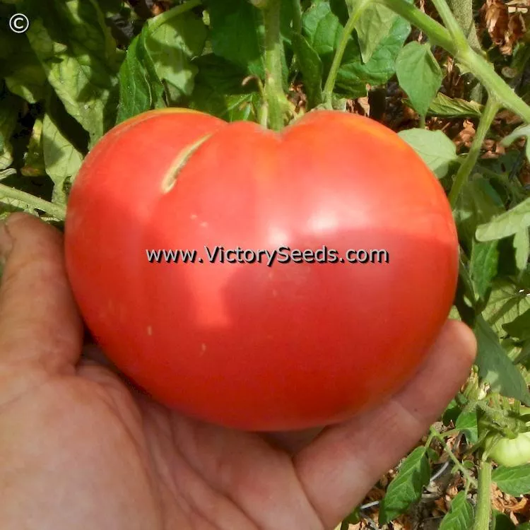 Shackelford Giant Pink Tomato
