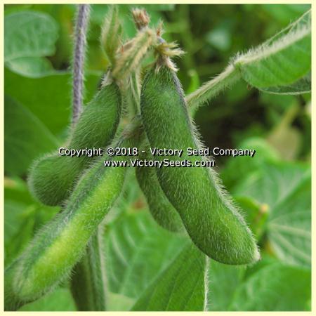 Morlanvia Soybean
