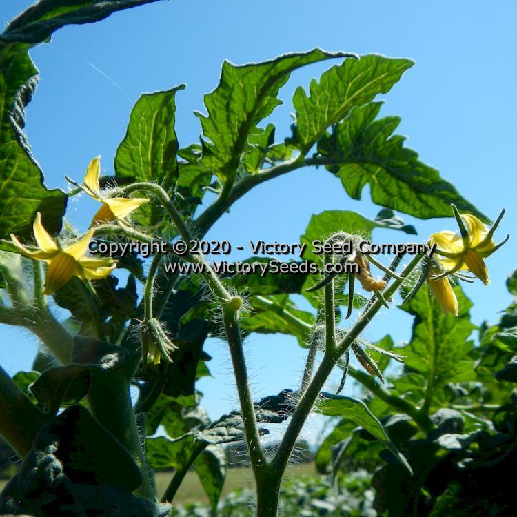 Dwarf Edith Stone Tomato