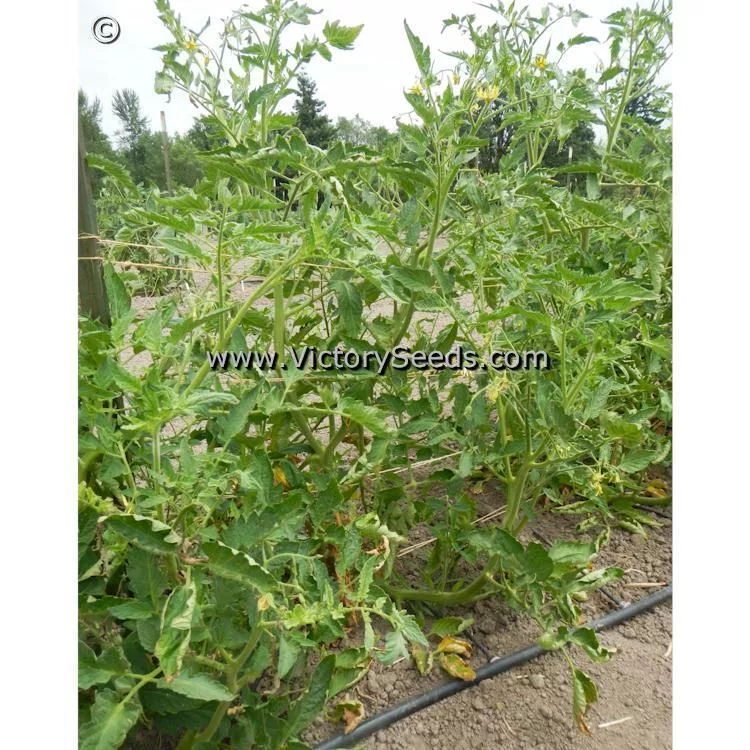 Bell's German Pink Tomato